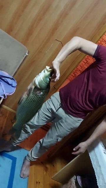 на подводной охоте сазан на 5кг #рыбалка #карп #сазан смотреть онлайн