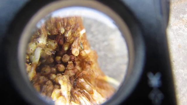 Fig Wasp смотреть онлайн