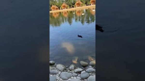 ЭКЗОТИЧЕСКИЕ ЖИВОТНЫЕ В ДАГЕСТАНЕ. Прогулка по Динпарку.