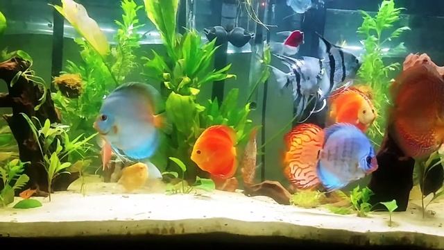 Added Blue Cobalt from Discus hans смотреть онлайн