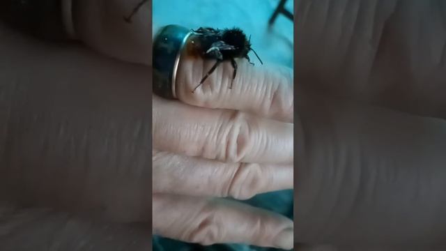 Каменный шмель приболел смотреть онлайн