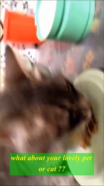 purina one cat food eating delicious meat #shorts смотреть онлайн
