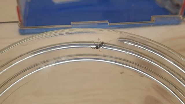 Comment vont mes fourmis cette semaine,suivi d'élevage #27 смотреть онлайн