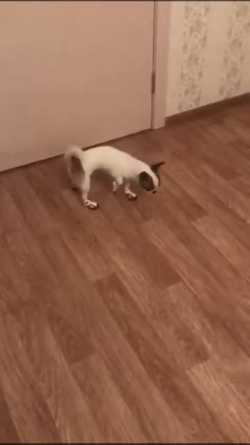 Собака Прикол с собакой смотреть онлайн