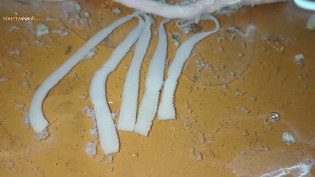 Live Intestinal Tapeworm, (Raillietina sp.) Intestinal parasite,Gut desection of Pegion. live !!! смотреть онлайн