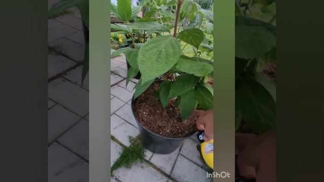 Как правильно измерить влажность грунта в контейнере.