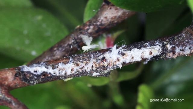 미국선녀벌레 (Metcalfa pruinosa ) смотреть онлайн