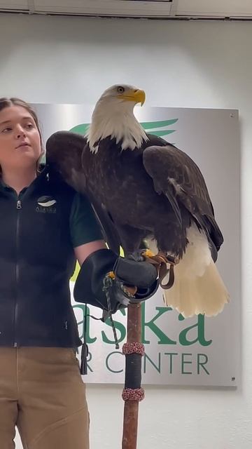 Alaska Raptor Center Sitka Bald Eagle смотреть онлайн
