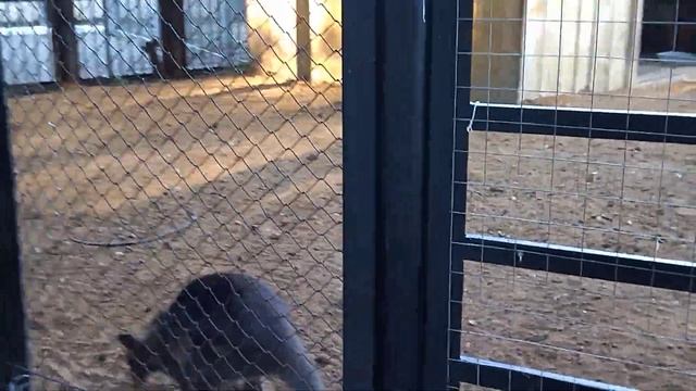 НОСУХА И КЕНГУРУ, САРАНСКИЙ ЗООПАРК смотреть онлайн