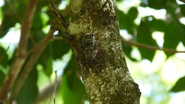 Cigarra (Fidicina toulgoeti, Cicadidae) vocalizando смотреть онлайн
