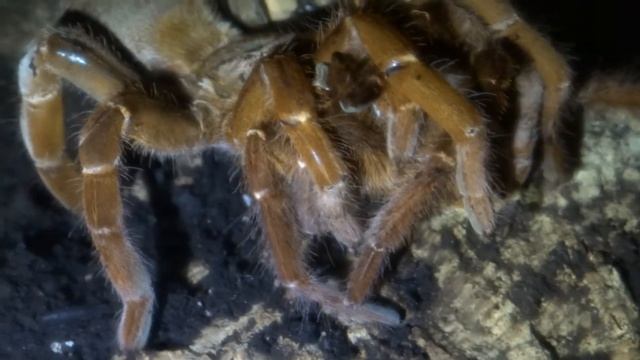 P. muticus Weibchen frisst Bock bei 3. Verpaarung (female eats male on 3rd mating) смотреть онлайн