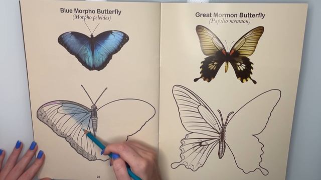 HOW TO DRAW BLUE MORPHO BUTTERFLY | Painting and Coloring for Everyone | Tips for Easy Drawing смотреть онлайн