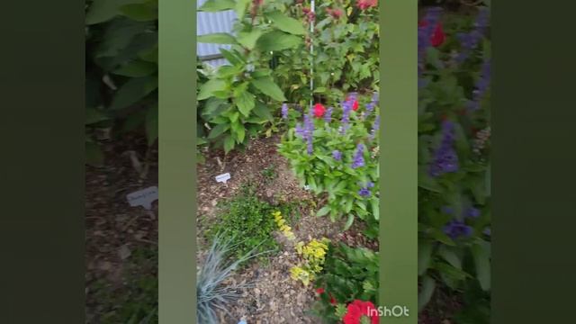 Гортензия Bonfire (Бонфайер). Габитус куста.