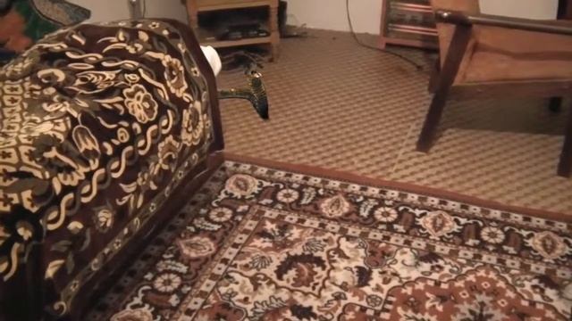 Кобра смотреть онлайн