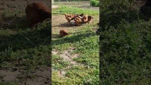 Ред бро цыплята 46 дней.