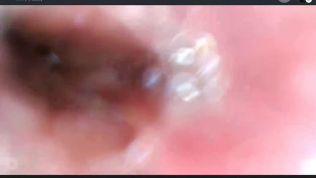 Meticulous HD Camera Swallow