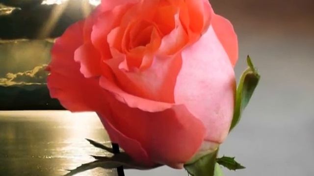 Воронова-Зенюк_Не бывает стихов чужих смотреть онлайн