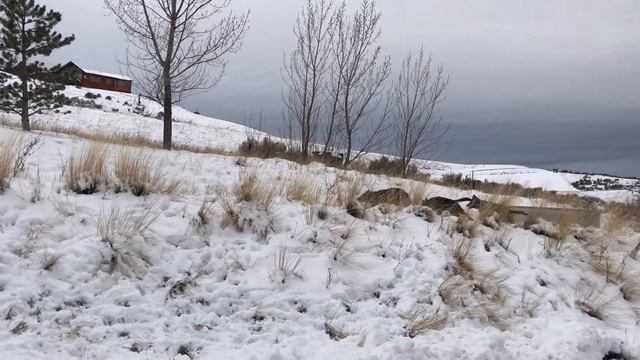 Freya, Tess and Major playing in the snow! ￼ смотреть онлайн