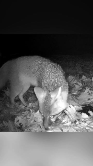 Grey Fox (failed) mating attempt 🦊 #animals #wildlife смотреть онлайн