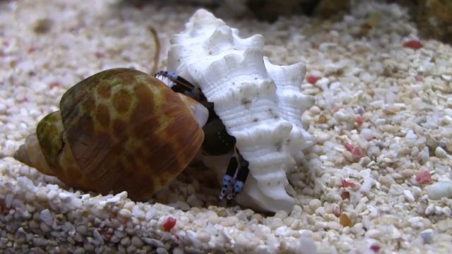 My Hermit Crab смотреть онлайн