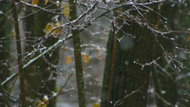 Успокаивающая атмосфера падающего снега. Снег в лесу ранним утром смотреть онлайн