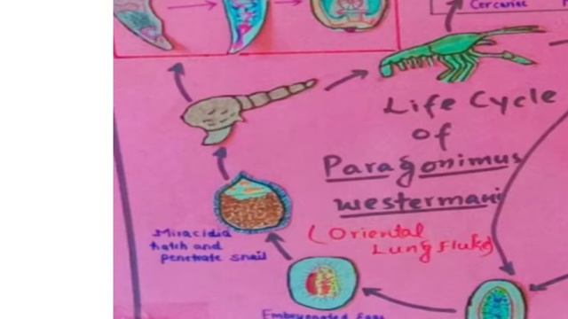 paragonimus westermoni смотреть онлайн