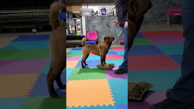 Aurora's International Dog Parkour смотреть онлайн