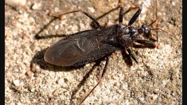 Tesouros naturais / Trésors naturels de Mação: 47. O Caçador-mascarado / Le Réduve Masqué. смотреть онлайн