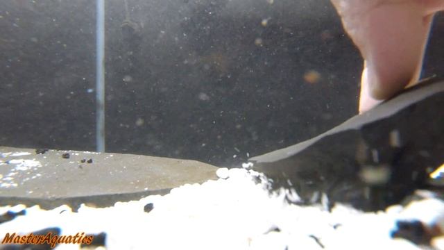 My new crab can fight! New pet crabs! смотреть онлайн