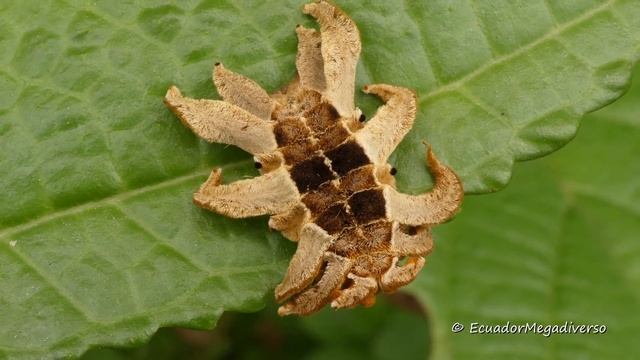 Bizarre monkey slug caterpillar from Ecuador смотреть онлайн