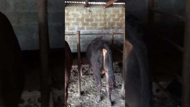 Бычки (конец откорма) смотреть онлайн