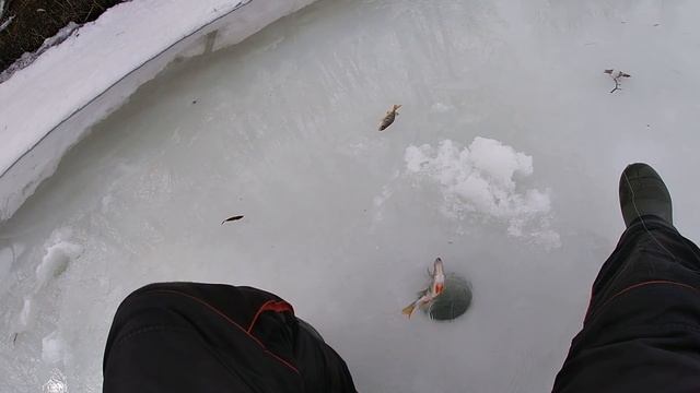 Последний лёд ШОКировал!!! Сазан, Окунь, Чебак, Лещ, Судак. Слабонервным не смотреть! смотреть онлайн