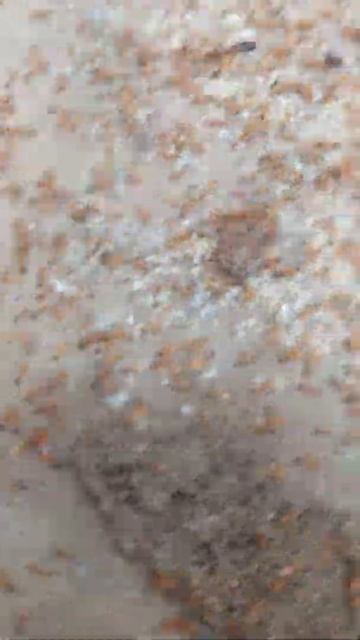 Multiple Queen Ants in a colony смотреть онлайн