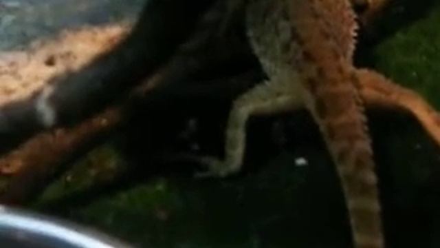 www.MyReptile.ru_Роды бородатой агамы смотреть онлайн