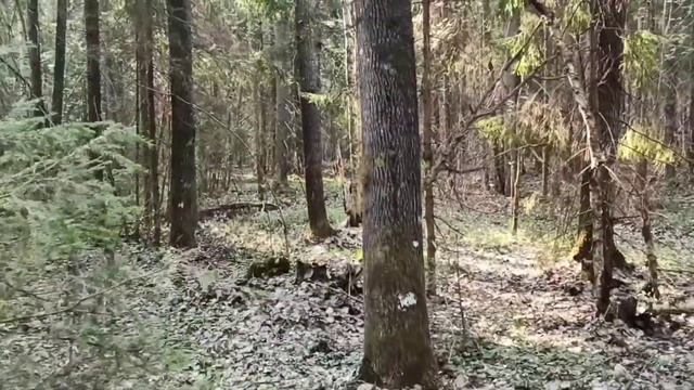 Банхары.Утренняя прогулка в лесу. Октай и Азаар.13 мая 2021 год. смотреть онлайн