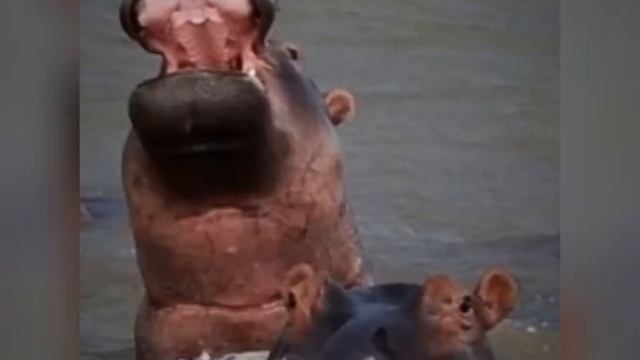 South Africa Hippo’s #Hippos #Hippo смотреть онлайн