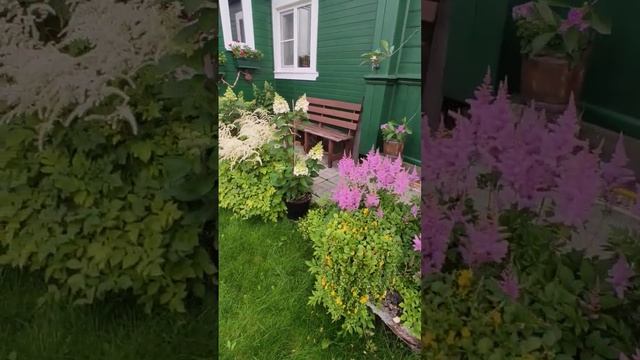 Обзор моего участка. #люблюгортензии