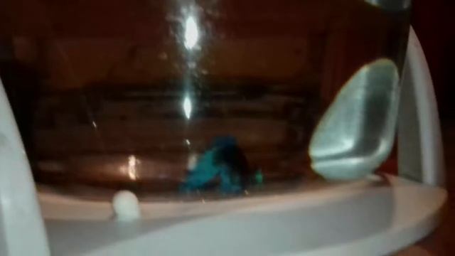 видео про мою рыбку Петю! смотреть онлайн