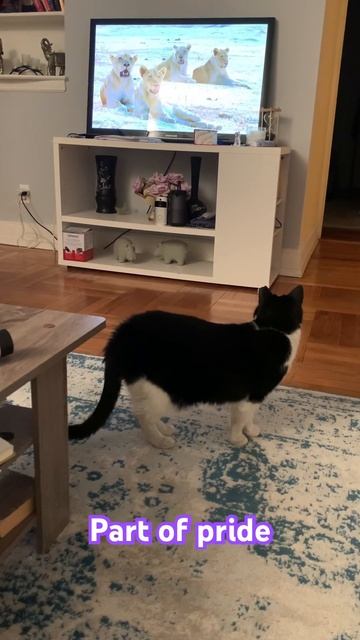 Part of pride 🐈🐈⬛ смотреть онлайн