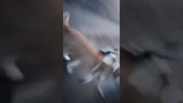 Мой первенец Алабай от моей Ляльки 9месяц смотреть онлайн