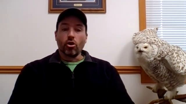 Snowy Owl Irruption: Fact vs. Fiction (With Ryan Brady) смотреть онлайн