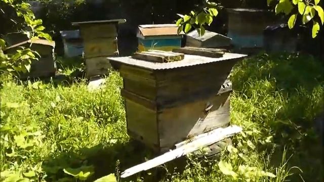 Рои летят в сады Закатовские!🌳🏡🌲🌳🌈🌞🐝🐝🐝🐝🐝🌳 смотреть онлайн