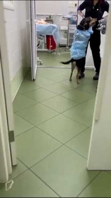 Доктор Плюша смотреть онлайн