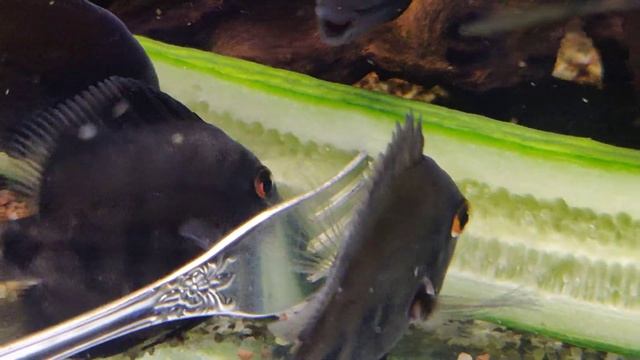 Уару клинопятнистые смотреть онлайн