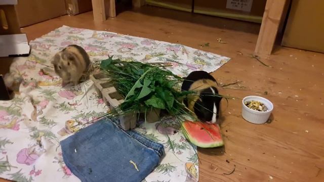 Нюша и Глаша смотреть онлайн