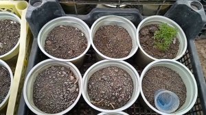 Осеннее черенкование биденса, пробуем сохранить такую красоту до следующего сезона!