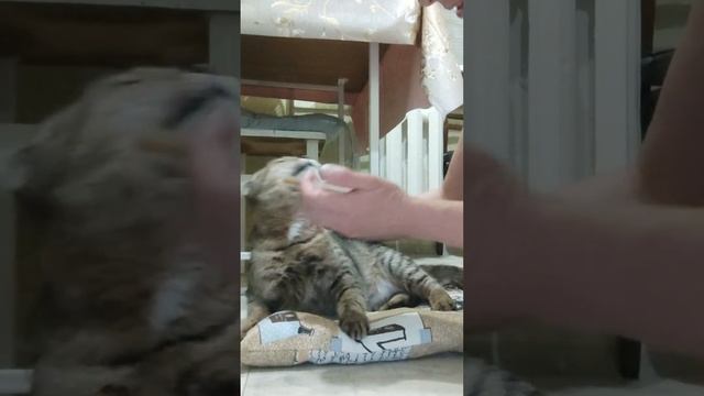Малая пьет лекарство,так бывает.🙀🐾❤️👍 смотреть онлайн