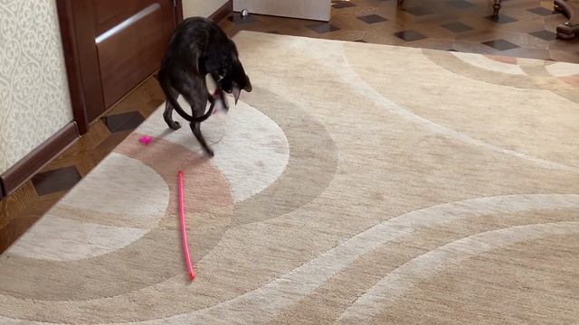 КОТ СПИТ. ДОМАШНИЙ КАРАНТИН КОТА ДАНА смотреть онлайн