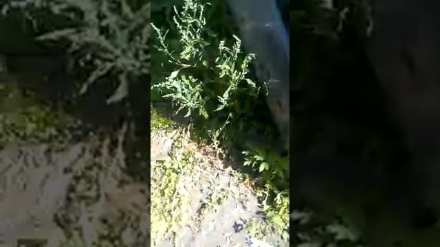 Кайф Собакина смотреть онлайн