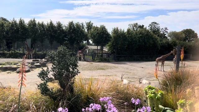 Дублинский Зоопарк 🦁 Dublin ZOO, Ireland смотреть онлайн